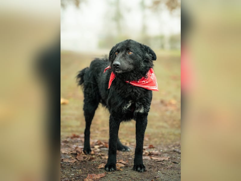 ❤️ Janja Sportlicher Hund mit Kuschelbonus