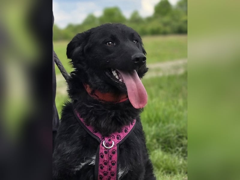 ❤️ Janja Sportlicher Hund mit Kuschelbonus