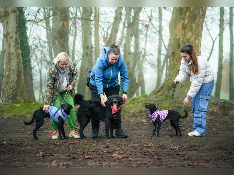 ❤️ Janja Sportlicher Hund mit Kuschelbonus