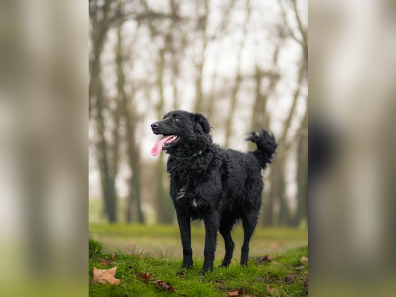 ❤️ Janja Sportlicher Hund mit Kuschelbonus