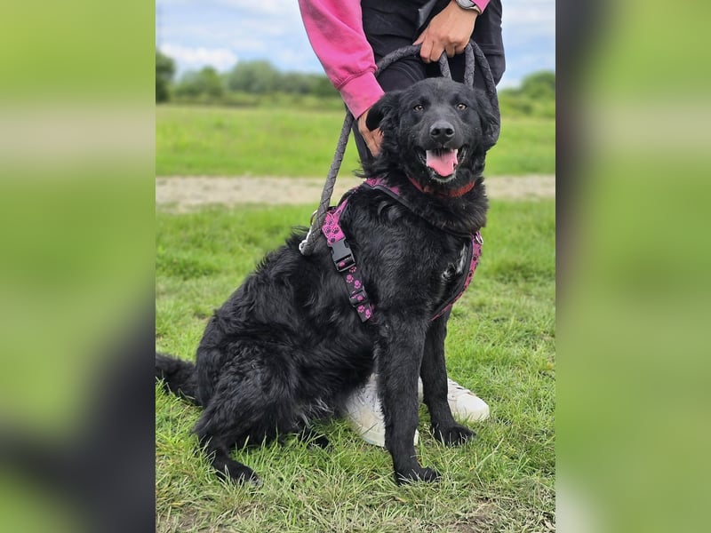 ❤️ Janja Sportlicher Hund mit Kuschelbonus