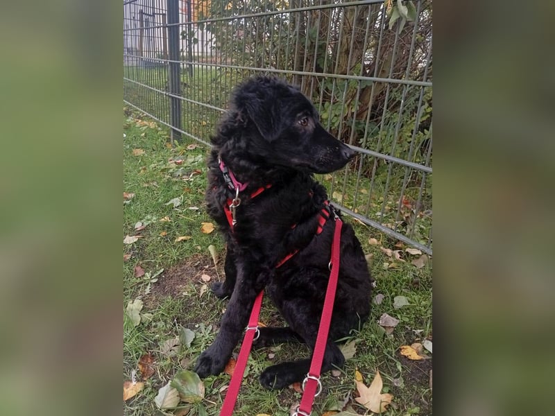 Pepper, Pflegefamilie 48565 Steinfurt