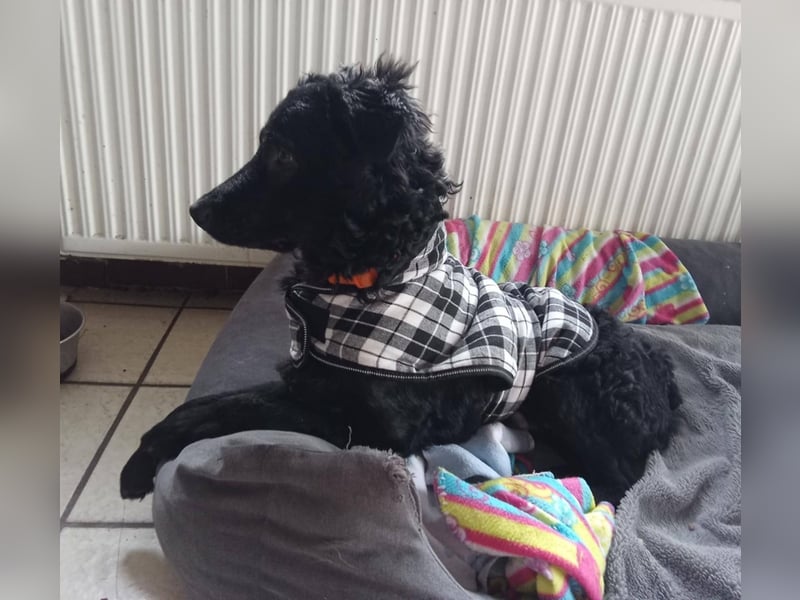 Pepper, Pflegefamilie 48565 Steinfurt