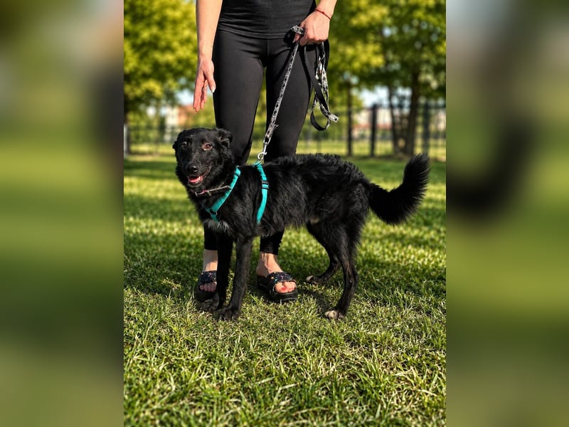 Coco, schlaues Hundekind