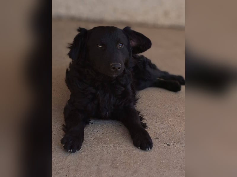 Mona, soziale freundliche Hündin in München auf Pflegestelle