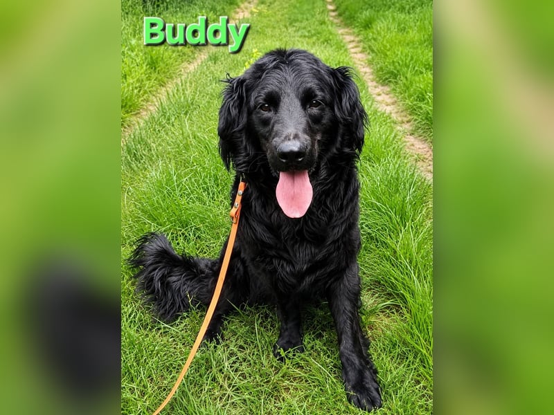 Buddy ein echter Kumpel