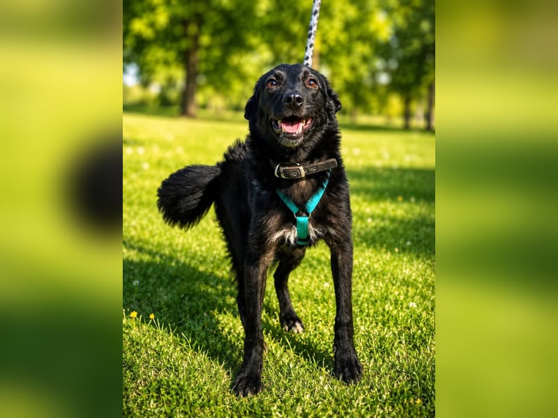 Coco, schlaues Hundekind