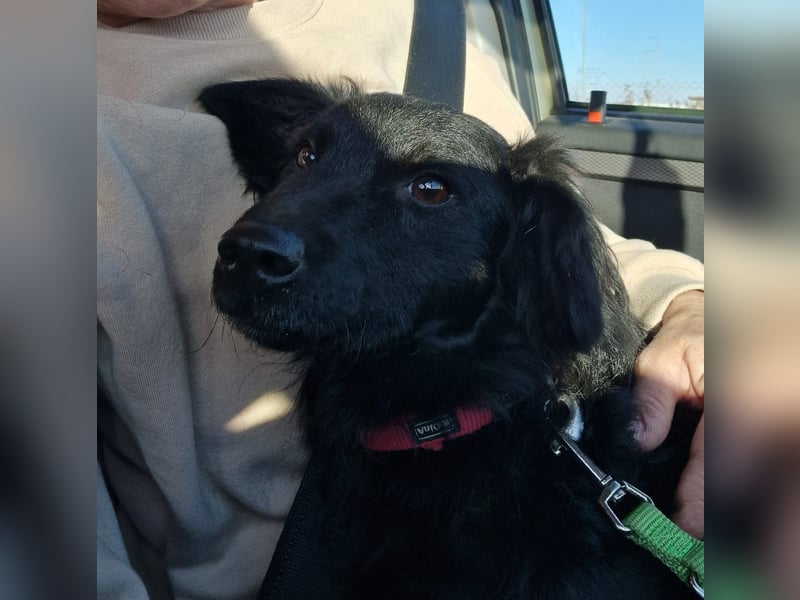 Mona, soziale freundliche Hündin in München auf Pflegestelle