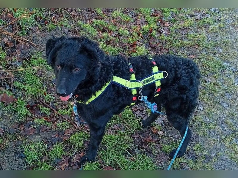 Pepper, Pflegefamilie 48565 Steinfurt