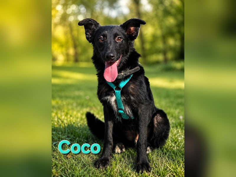 Coco, schlaues Hundekind