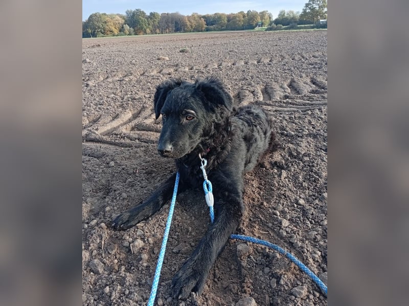Pepper, Pflegefamilie 48565 Steinfurt