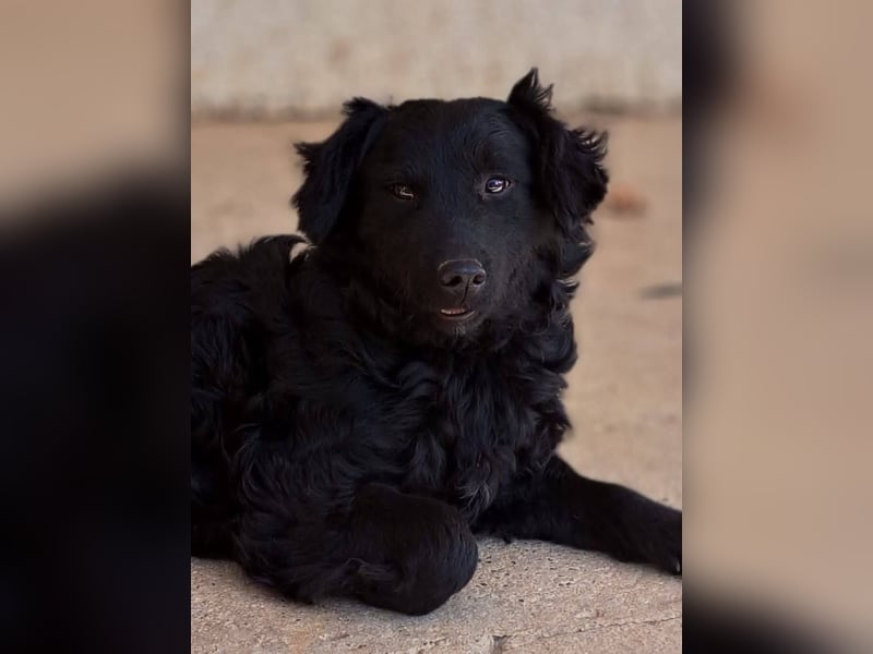 Mona, soziale freundliche Hündin in München auf Pflegestelle