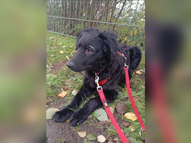 Pepper, Pflegefamilie 48565 Steinfurt