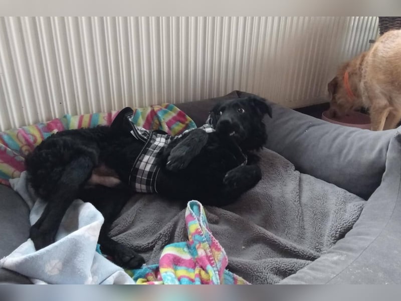 Pepper, Pflegefamilie 48565 Steinfurt