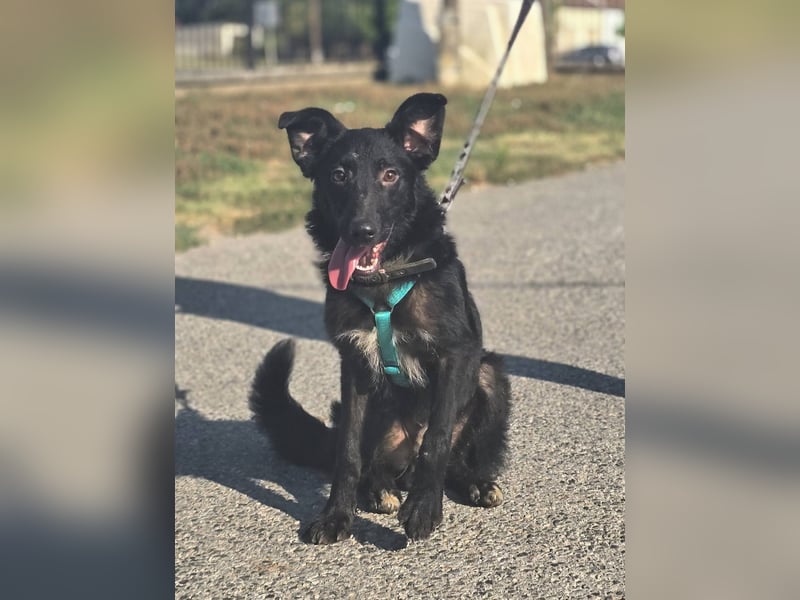 Coco, schlaues Hundekind