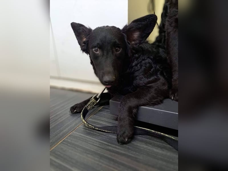 Mona, soziale freundliche Hündin in München auf Pflegestelle