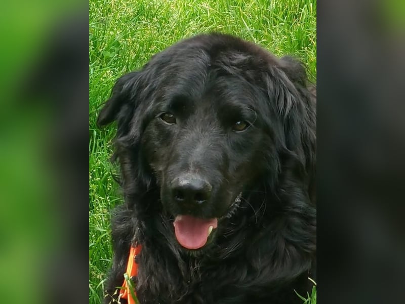 Buddy ein echter Kumpel