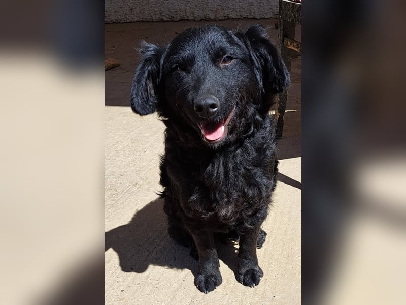 Mona, soziale freundliche Hündin in München auf Pflegestelle