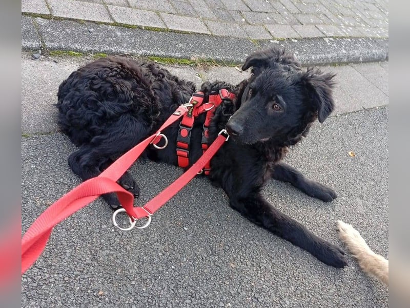 Pepper, Pflegefamilie 48565 Steinfurt