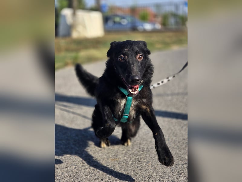 Coco, schlaues Hundekind