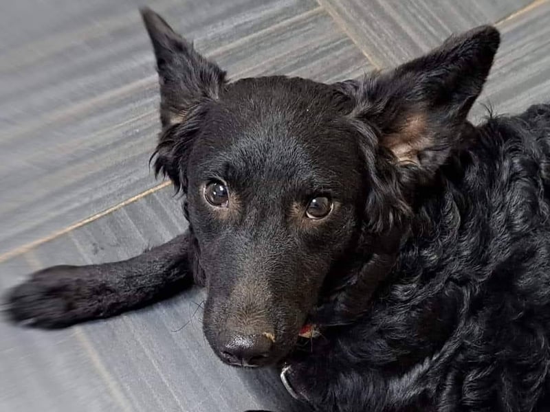 Mona, soziale freundliche Hündin in München auf Pflegestelle