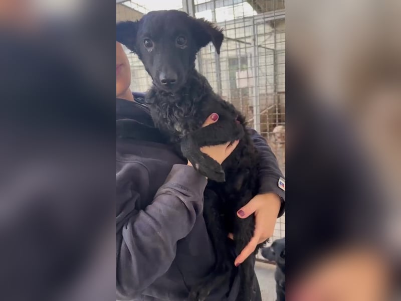 Notfall Welpe Yuna sucht ein Zuhause oder Pflegestelle