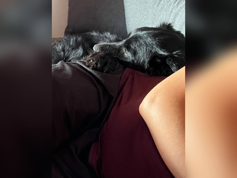 junger aktiver Mischlings-Rüde JarJar sucht eine Familie