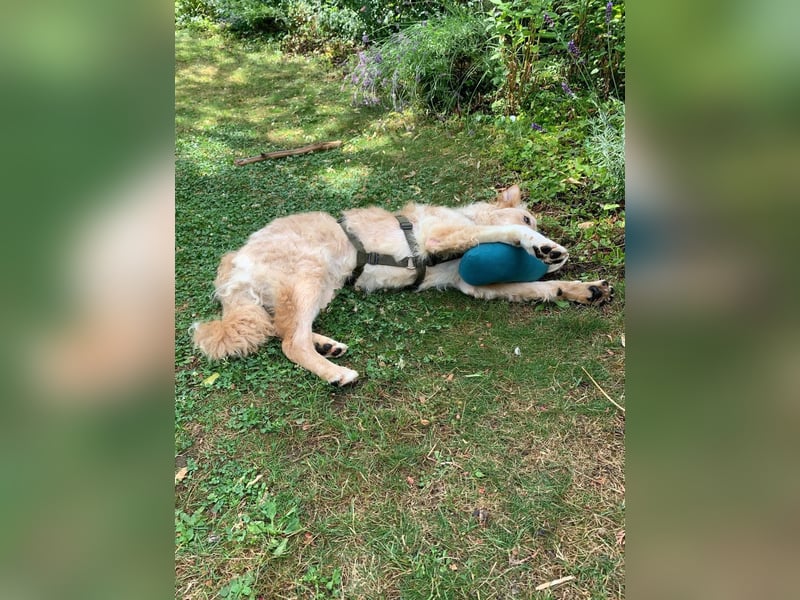 Liebenswerter kroatischer Schäferhund Luca sucht seine Menschen