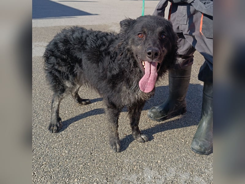 junger kroatischer Schäferhund Mischlings-Rüde Cortesse sucht ein Zuhause