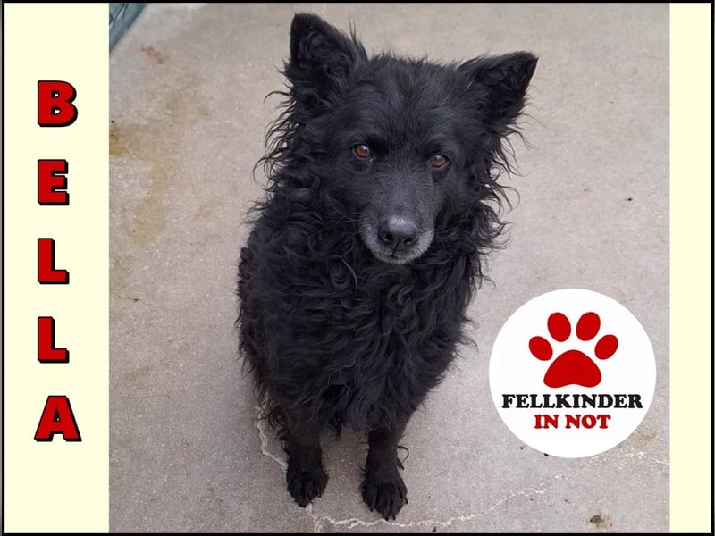 zauberhafte kroatische Schäferhund Hündin Bella sucht ihre Menschen