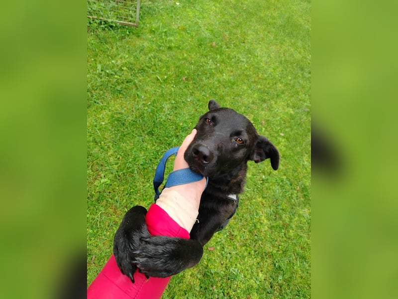 lieber Hütehund Mischlings-Rüde Taro sucht eine Familie oder Pflegestelle