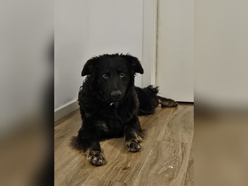 lieber Junghund Vigo sucht seine Familie, Schäferhund, Hütehund