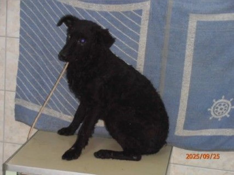 Notfall Welpe Yuna sucht ein Zuhause oder Pflegestelle