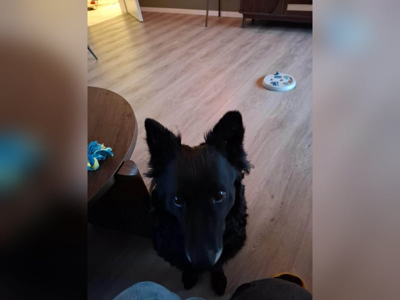 Zückersüße Dona sucht ihr Kuschelkörbchen