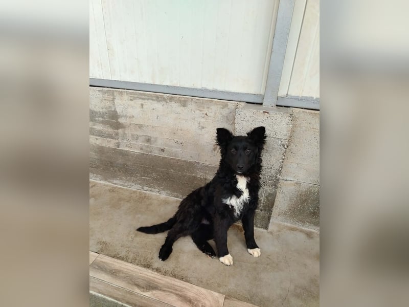 Aktiver Kroatischer Schäferhund Mischling Franjo sucht seine Familie