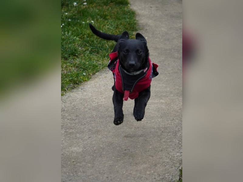 Zarter Mischlingswelpe Vigo sucht seine Menschen