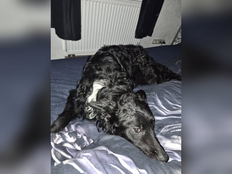 Aktiver kroatischer Schäferhund Franjo sucht seine Familie