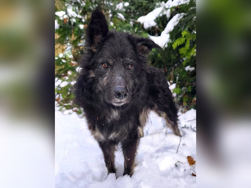 Wuschelkopf Cortesse sucht sein Kuschelkörbchen