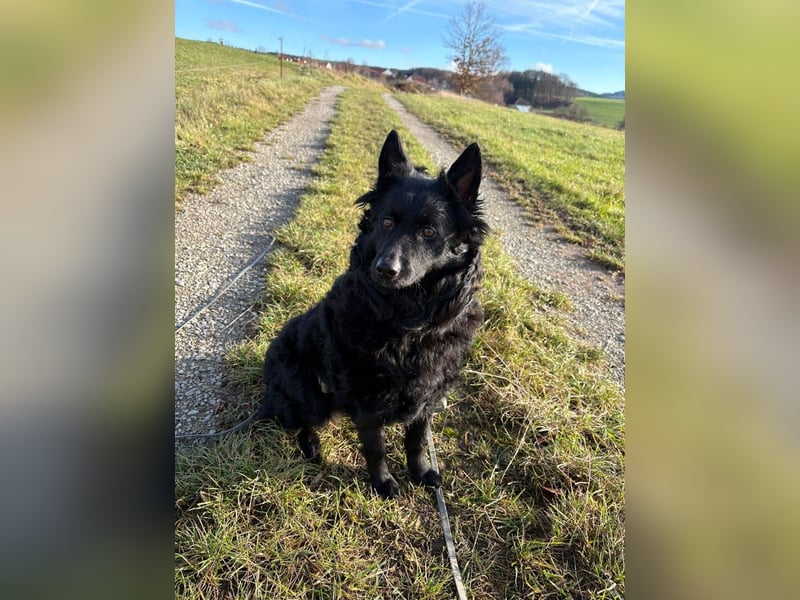 Pippa kroatischer Schäferhund Mischling Hündin sucht Zuhause für immer