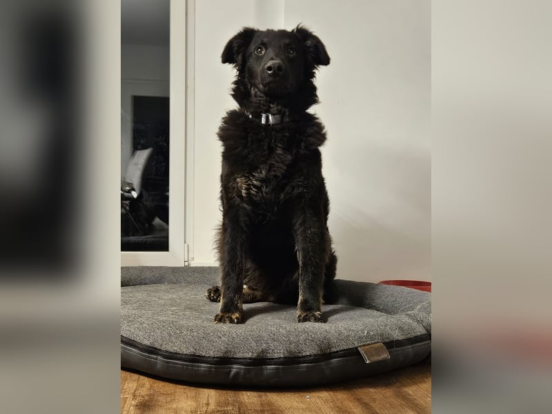 lieber Junghund Vigo sucht seine Familie, Schäferhund, Hütehund