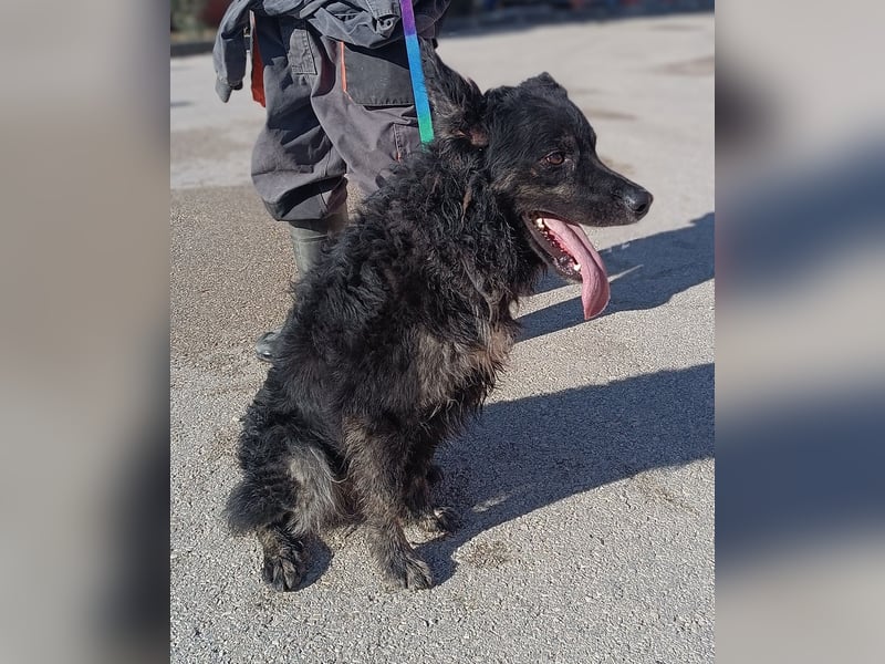 junger kroatischer Schäferhund Mischlings-Rüde Cortesse sucht ein Zuhause