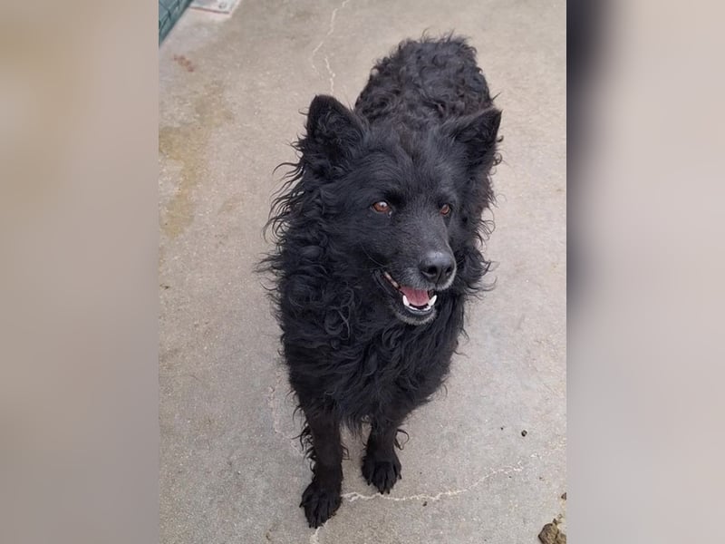 zauberhafte kroatische Schäferhund Hündin Bella sucht ihre Menschen