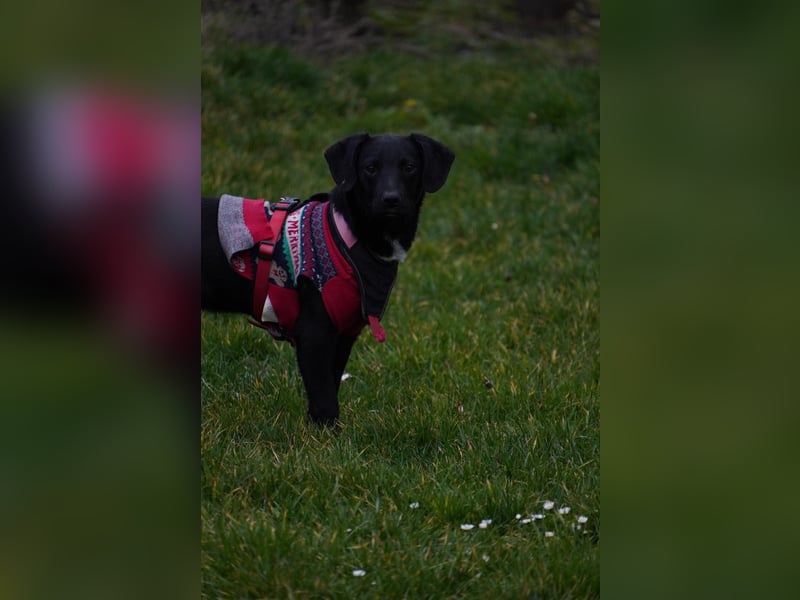 Zarter Mischlingswelpe Vigo sucht seine Menschen