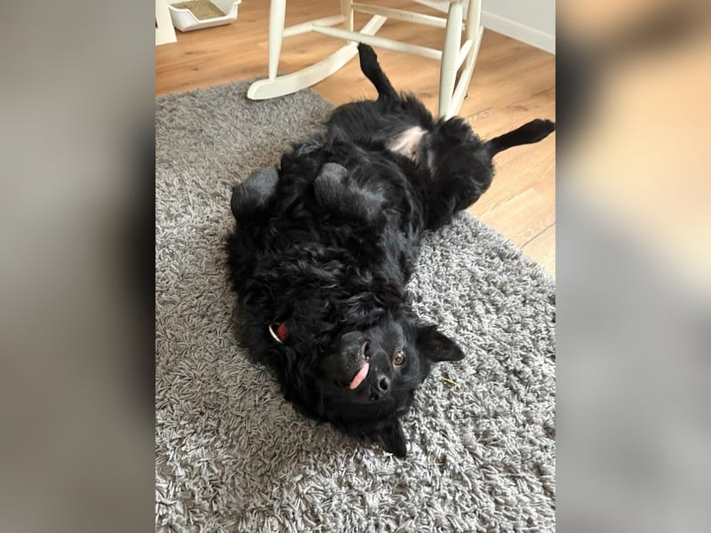 Pippa kroatischer Schäferhund Mischling Hündin sucht Zuhause für immer