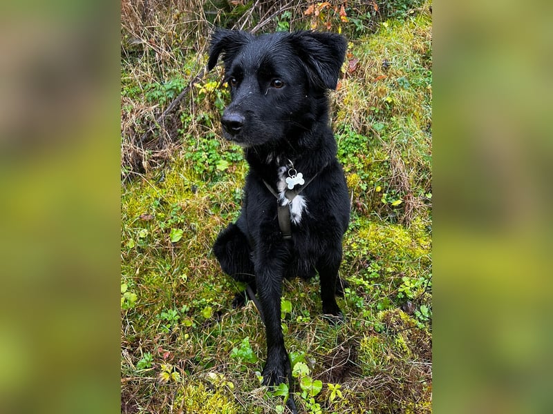 junger aktiver Mischlings-Rüde JarJar sucht eine Familie