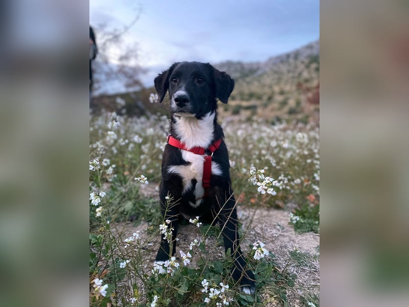 süßer Welpe Mischlings-Rüde Bop sucht ein Zuhause im Glück