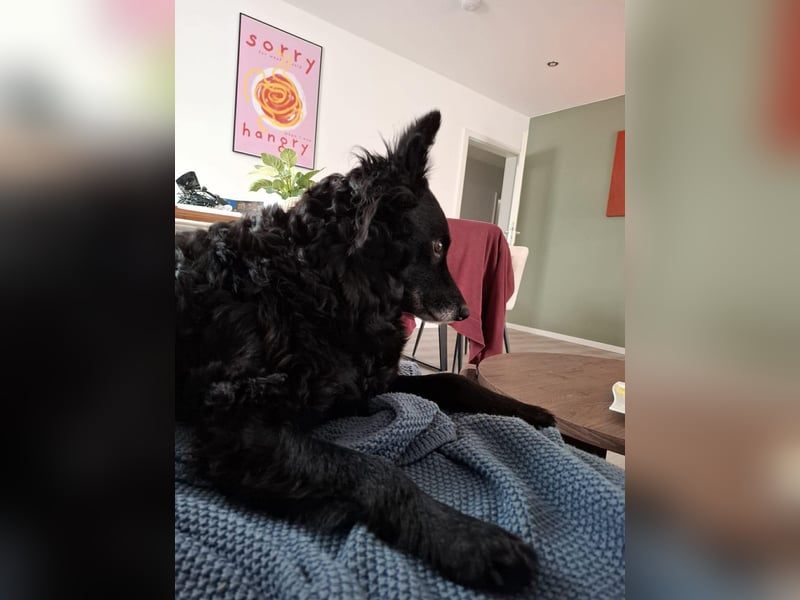 Zückersüße Dona sucht ihr Kuschelkörbchen