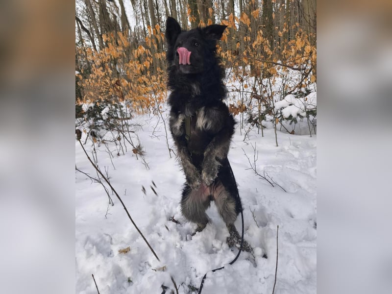 Wuschelkopf Cortesse sucht sein Kuschelkörbchen