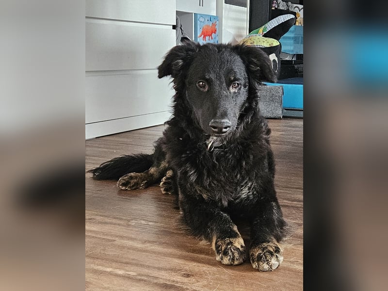 lieber Junghund Vigo sucht seine Familie, Schäferhund, Hütehund