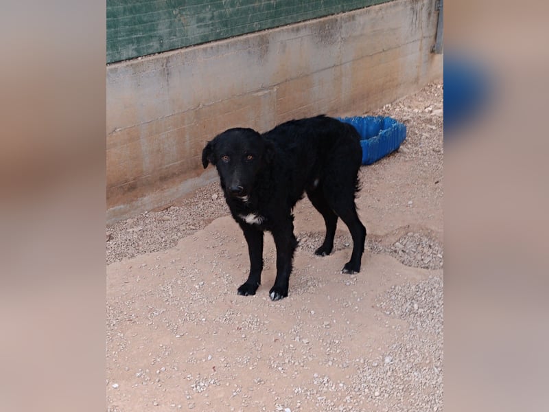 schüchterner Hütehund Mischling Bean sucht ein Körbchen